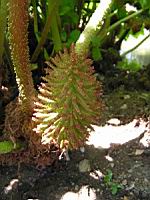 Pangue - Gunnera tinctoria (fam. Haloragacees)(Chili)(02) (Photo F. Mrugala)